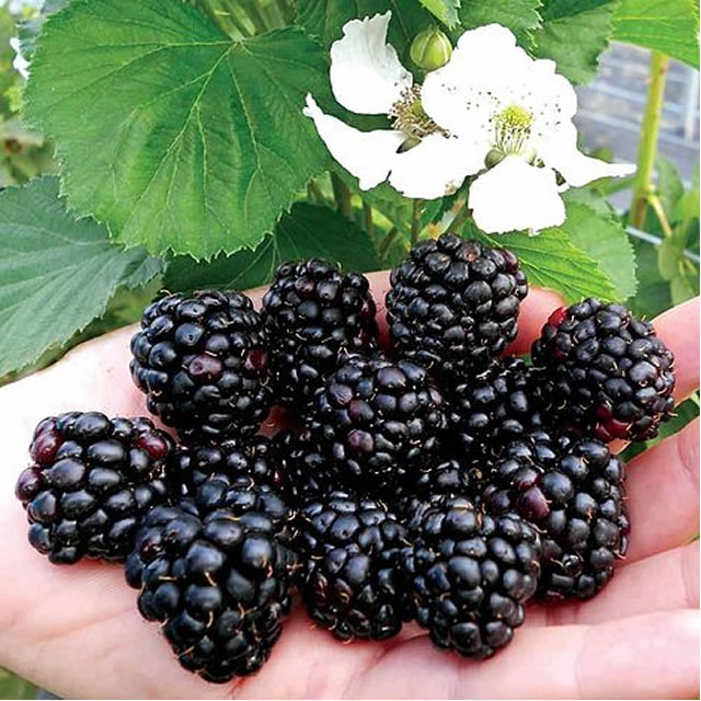 Ежевика садовая