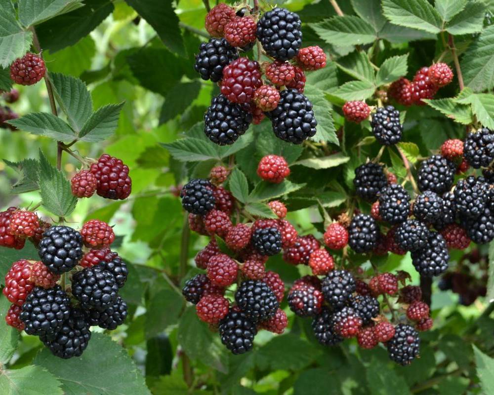 кустики ежевики