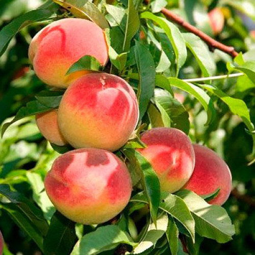 Саженцы персика