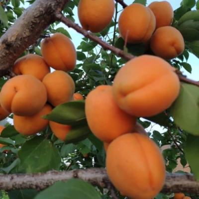 Абрикос ГОЛД РИЧ в Волжском