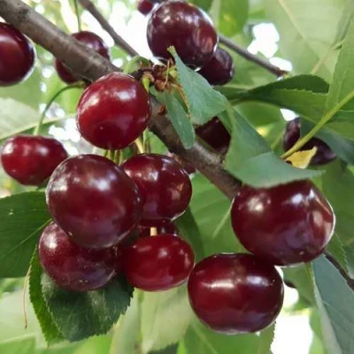 Дюк СЛАВЯНКА в Волжском