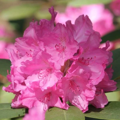 Рододендрон ЛУМИНА в Волжском