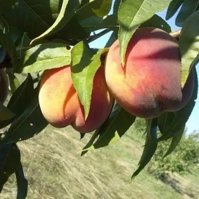 Персик СОФГАФЕН в Волжском