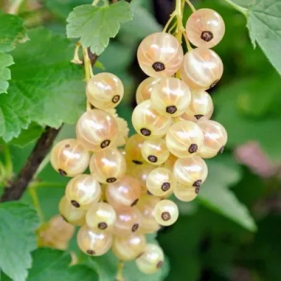 Смородина белая ЮТЕРБОРГСКАЯ в Волжском