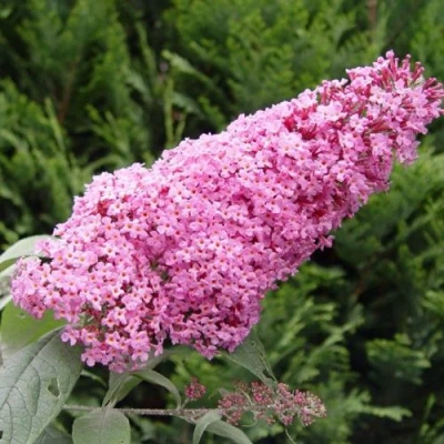 Буддлея давида ПИНК ДЕЛАЙТ в Волжском