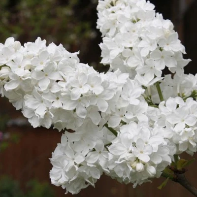 Сирень ФЛОРА в Волжском