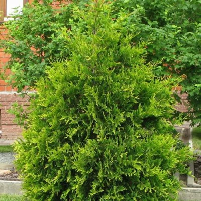 Туя АНЯ (АНИЕ) западная в Волжском