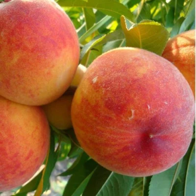 Персик ДИВНЫЙ в Волжском