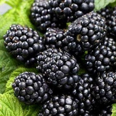 Ежевика БЖЕЗИНА бесшипная в Волжском