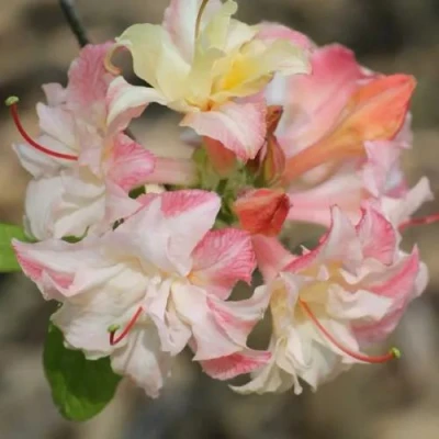 Азалия КЭННОНС ДАБЛ листопадная в Волжском