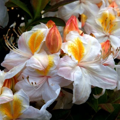 Азалия СИЛЬВЕР СЛИППЕР листопадная в Волжском