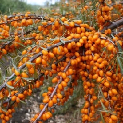 Облепиха ПЕРЧИК в Волжском