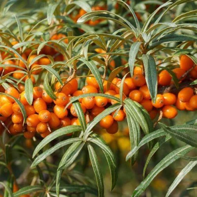 Облепиха РОСИНКА в Волжском