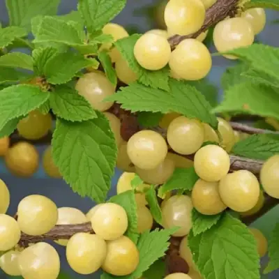 Вишня СНЕВИТ войлочная в Волжском