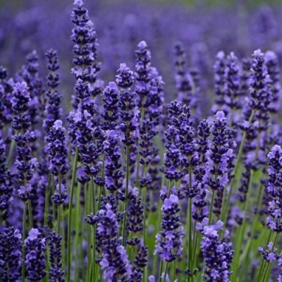 Лаванда МАНСТЕД узколистная в Волжском