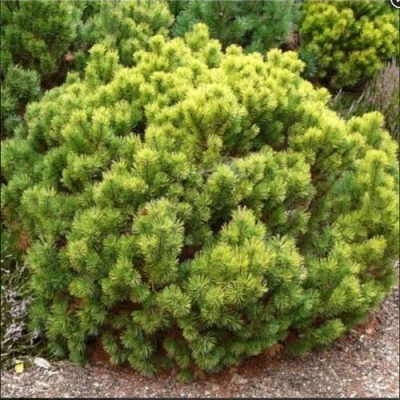 Ель ДАНС ДВАРФ обыкновення в Волжском