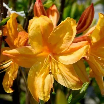 Азалия ГОЛДЕН ЛАЙТС листопадная в Волжском