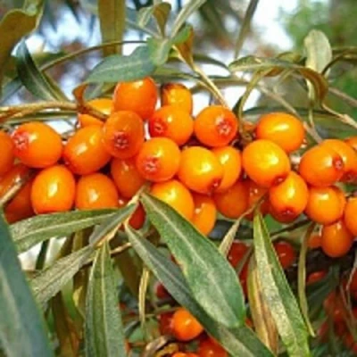 Облепиха БОТАНИЧЕСКАЯ в Волжском