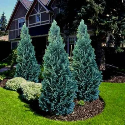 Кипарисовик ВАН ПЕЛЬТС БЛЮ лавсона в Волжском