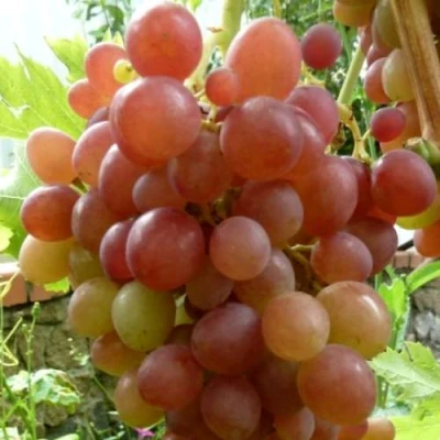 Виноград БЛЕСТЯЩИЙ в Волжском