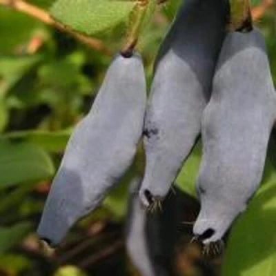 саженцы жимолости голубое веретено