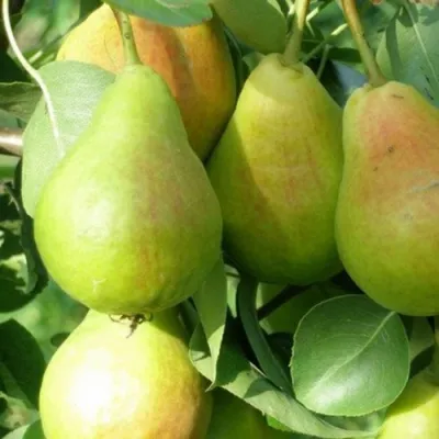 Груша ЛИРА в Волжском