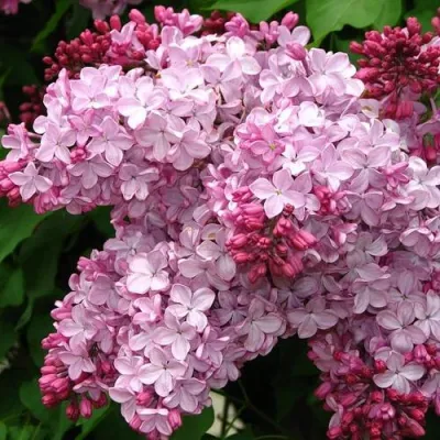 Сирень ЭСТЕР СТЕЙЛИ в Волжском