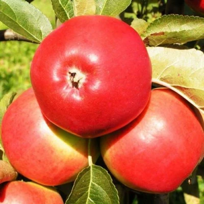 Яблоня СЯБРЫНА в Волжском