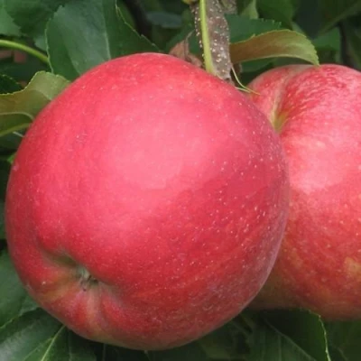 Яблоня РУБИН в Волжском