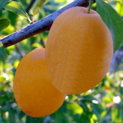 Слива НАТАША в Волжском