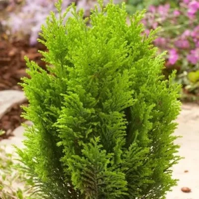 Кипарисовик ЭЛВУДИ ГОЛД лавсона в Волжском