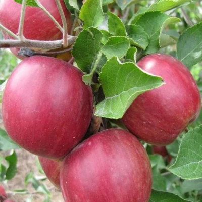 Яблони Московское Ожерелье колонновидная в Волжском