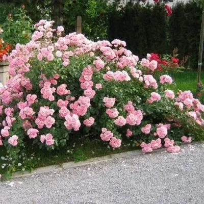 Роза БОНИКА флорибунда в Волжском