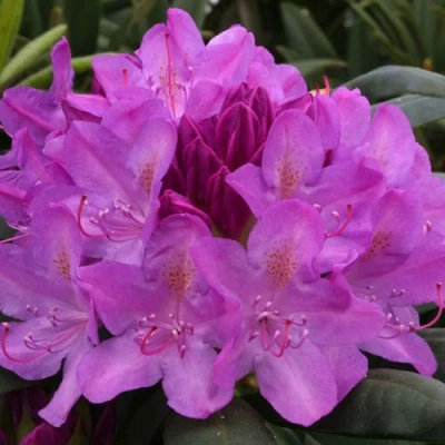 Рододендрон РОЗЕУМ ЭЛЕГАНС в Волжском