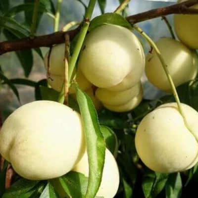 Персик АЙС ПИЧ в Волжском