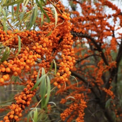 Облепиха СЕРАФИМА в Волжском