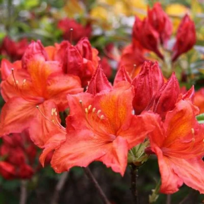 Азалия ЛИЛИНШТЕЙН японская в Волжском