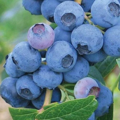 Голубика ЭРЛИБЛЮ в Волжском