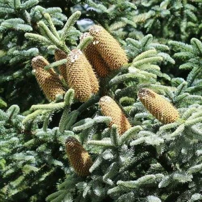 Пихта благородная в Волжском