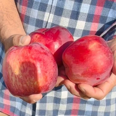 саженцы яблони