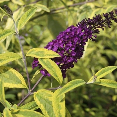 Буддлея давида САНТАНА  в Волжском