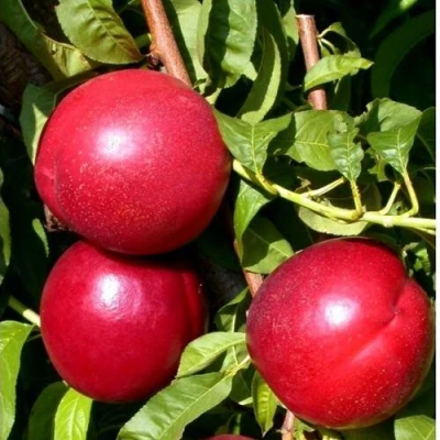 Нектарин ХАРКО в Волжском