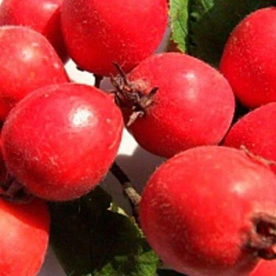 Боярышник КРУПНОПЛОДНЫЙ в Волжском