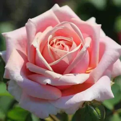 Роза ФРЕДЕРИК МИСТРАЛЬ чайно-гибридная в Волжском