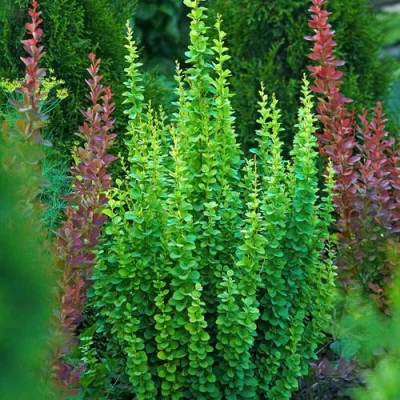 Барбарис ЭРЕКТА тунберга в Волжском