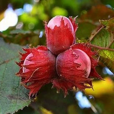 Фундук КРАСНЫЙ ЯНТАРЬ в Волжском