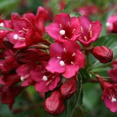 Вейгела ЕВА РАТКЕ в Волжском