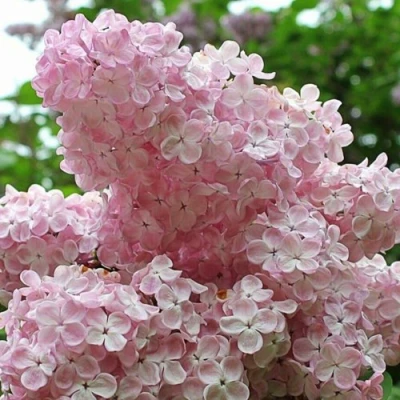 Сирень ВЕЧЕРНИЙ ЗВОН в Волжском