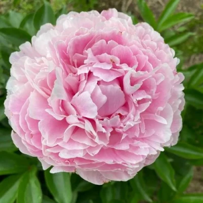 Пион КАТРИН ФОНТЕЙН травянистый в Волжском