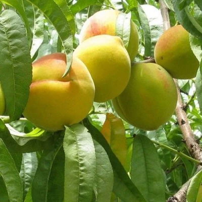 Персик СЕЯНЕЦ СТАРКА в Волжском